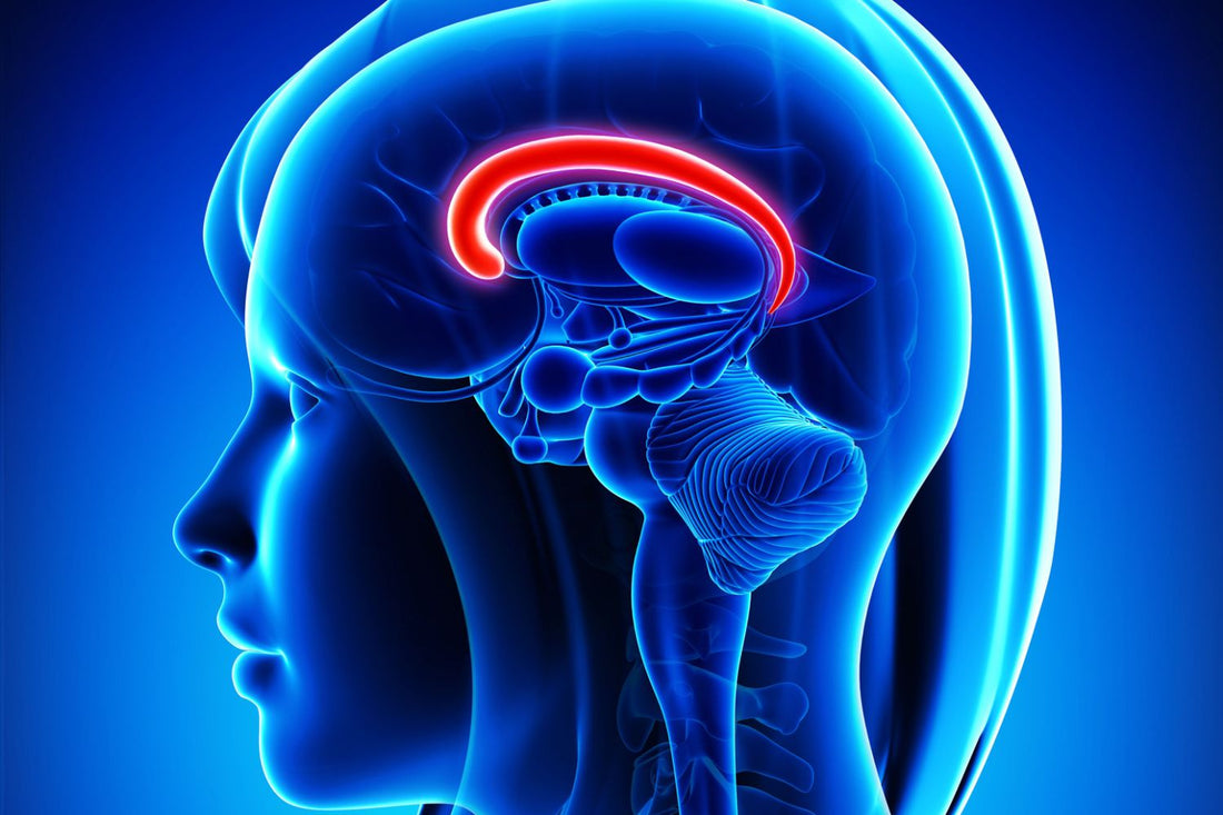 Dio mozga - Ključ za Napredak, Volju za Životom i Energetsku Harmoniju: Anterior Mid Cingulate Cortex (aMCC)