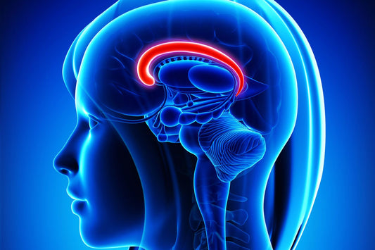 Dio mozga - Ključ za Napredak, Volju za Životom i Energetsku Harmoniju: Anterior Mid Cingulate Cortex (aMCC)